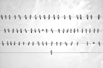 oiseau